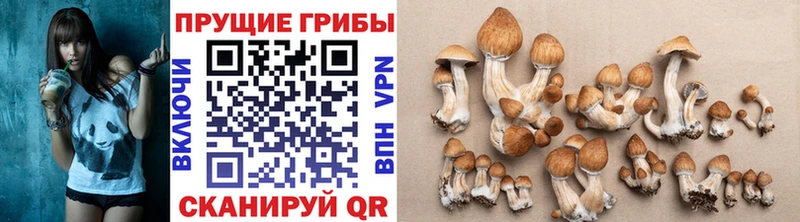 omg tor  закладка  Галич  Галлюциногенные грибы Cubensis 
